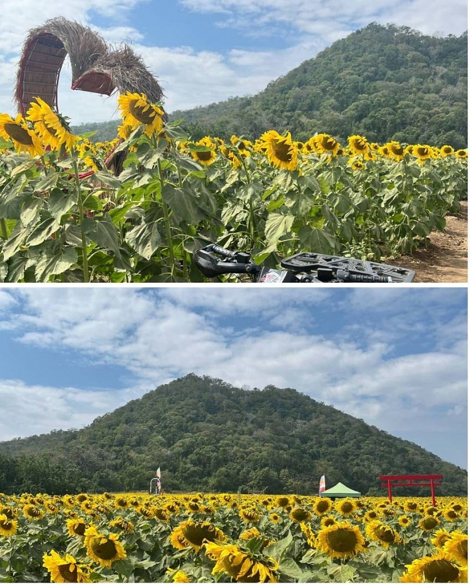 Sunflower fields in Saraburi can be visited on the way to Khao Yai. They can only be seen during the New Year's holiday season.
